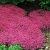 Red Creeping Thyme -Great Garden Plants thymus coccineus creeping thyme 3 sw