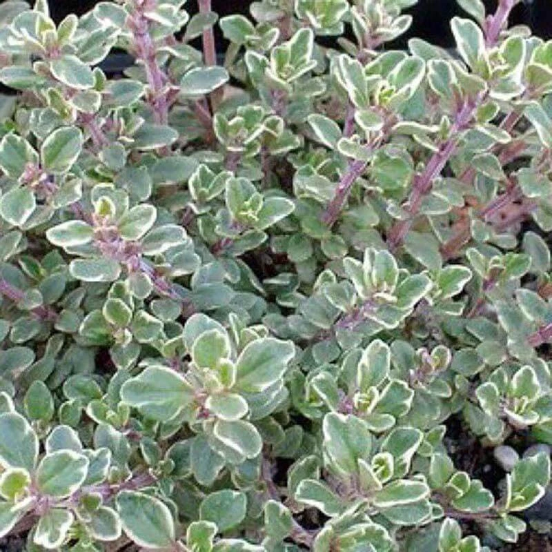 Silver Thyme 3 Silver Thyme