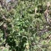 English Thyme -Great Garden Plants thymus vulgaris 1 P sw