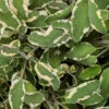 Tricolor Sage -Great Garden Plants tricolor sage 2