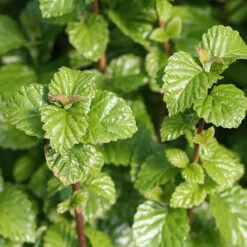 All That Glows® Arrowwood Viburnum 8 All That Glows® Arrowwood Viburnum -Great Garden Plants viburnum all that glows 1