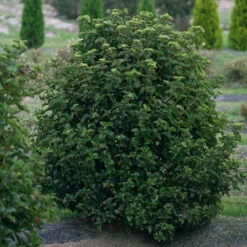 All That Glows® Arrowwood Viburnum 7 All That Glows® Arrowwood Viburnum -Great Garden Plants viburnum all that glows 2