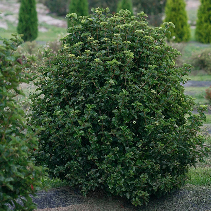 All That Glows® Arrowwood Viburnum 4 All That Glows® Arrowwood Viburnum - Image 2