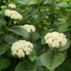 All That Glows® Arrowwood Viburnum 1 All That Glows® Arrowwood Viburnum -Great Garden Plants viburnum all that glows 3