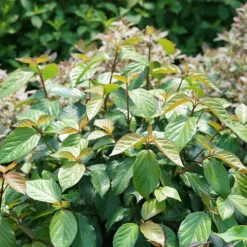 Shiny Dancer® Viburnum -Great Garden Plants viburnum shiny dancer 2