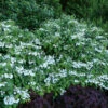 Wabi-Sabi® Doublefile Viburnum -Great Garden Plants viburnum wabi sabi 1