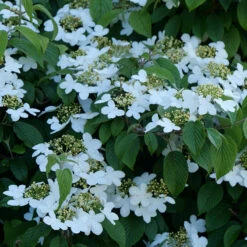 Wabi-Sabi® Doublefile Viburnum -Great Garden Plants viburnum wabi sabi 2