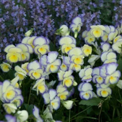 'Etain' Perennial Violet -Great Garden Plants viola etain 2