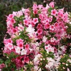 Czechmark Trilogy® Weigela -Great Garden Plants weigela czechmark trilogy 3 sw