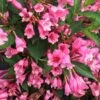 Czechmark Twopink® Weigela -Great Garden Plants weigela czechmark twopink 1 sw