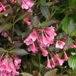 Fine Wine® Weigela 8 Fine Wine® Weigela -Great Garden Plants weigela fine wine 1 40a5c063 a4d6 43a3 b771 a0f568dc6019