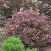 Fine Wine® Weigela -Great Garden Plants weigela fine wine 2 8f17dd5b de4e 42fc 81b4 8298fadddf64