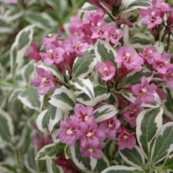 My Monet® Weigela -Great Garden Plants weigela my monet 2