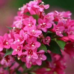Sonic Bloom® Pink Weigela -Great Garden Plants weigela sonic bloom pink 5