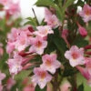 Sonic Bloom® Pure Pink Weigela -Great Garden Plants weigela sonic bloom pure pink 1