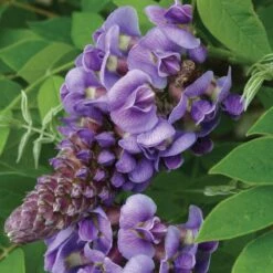 Great Garden Plants 27 'Amethyst Falls' Wisteria