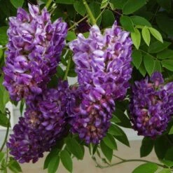 Great Garden Plants -Great Garden Plants wisteria amethyst falls 2 sw