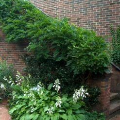 'Amethyst Falls' Wisteria -Great Garden Plants wisteria amethyst falls 5 sw