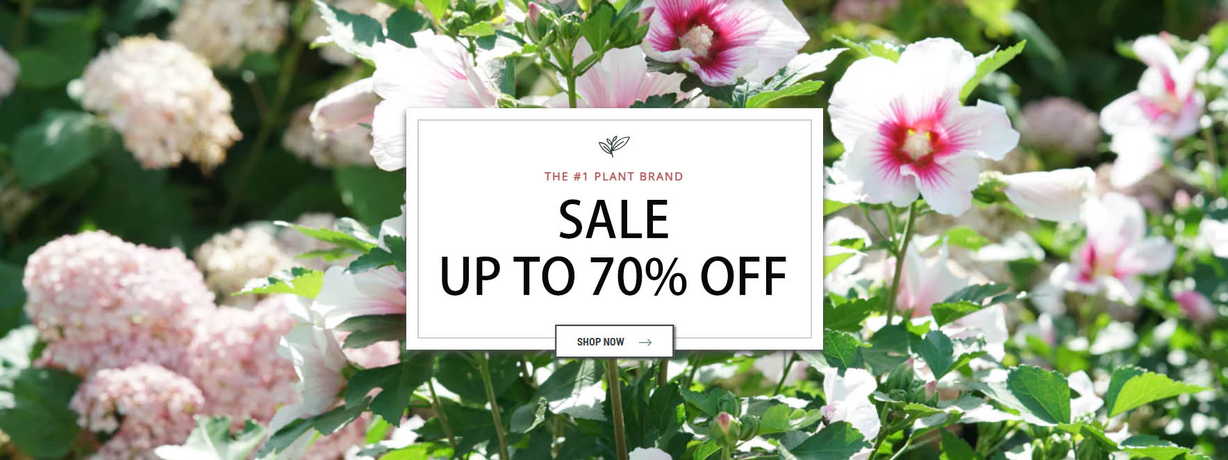 Great Garden Plants -Great Garden Plants FGHH